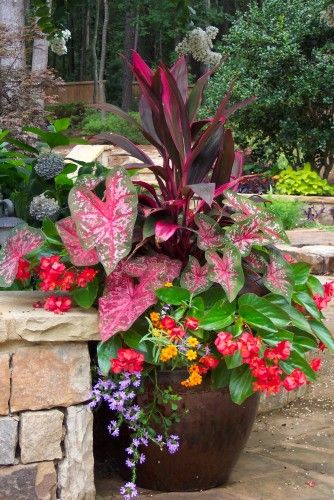 pretty planting for a shade pot Plants For Shady Areas, Patio Container Gardening, Have Inspiration, Garden Containers, Container Flowers, Shade Plants, Tropical Garden, Lawn And Garden, Container Plants