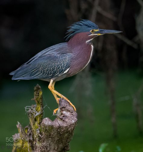 Green Heron Posing by wppully2 http://ift.tt/28SKhfY Fancy Birds, Heron Photo, Canary Birds, Heron Art, Green Heron, Coastal Birds, Let's Make Art, Water Birds, Bird Pictures