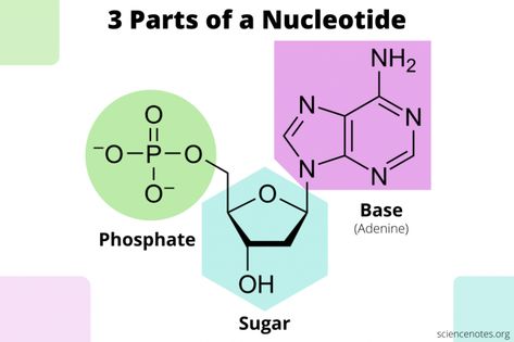 What Are the Three Parts of a Nucleotide? Nucleus Drawing, Nucleus Model, Nucleic Acid Notes, Nucleotides Notes, Nucleic Acid Structure, Nitrogenous Base, Learn Chemistry, Nucleotide Structure, Bio Project