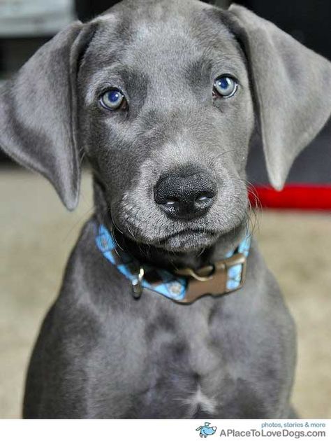 Ashley, you should get Blake one of these Blue Great Dane puppies as a wedding present! Blue Great Dane Puppies, Blue Great Dane, Blue Great Danes, Dane Puppies, Great Dane Puppy, Dane Dog, Great Dane Dogs, Cute Dog Pictures, Weimaraner