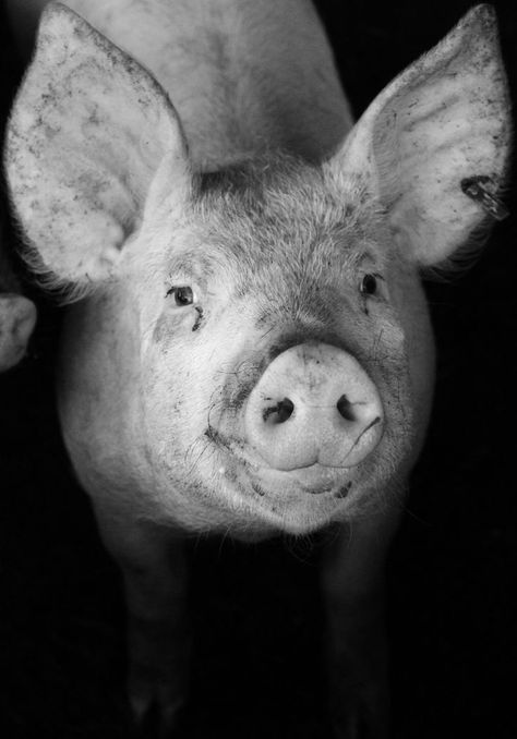 Pig Head, Big Ears, Happy Monday Everyone, Photo Competition, A Court Of Mist And Fury, Black And White Portraits, Black And White Pictures, Art References