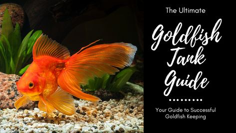 Goldfish Tank Setup, Goldfish Care, Tank Tattoo, 55 Gallon Tank, Common Goldfish, Comet Goldfish, Goldfish Aquarium, Fish Garden, Goldfish Tank