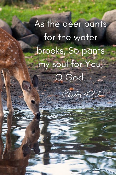 Bible Verse With Animals, Psalms 42:1 Deer, Psalms 42:1, Deer Quotes Inspiration, As The Deer Pants For The Water, Western Bible Verses, Deer Quotes, Psalm 42 1, God Psalms