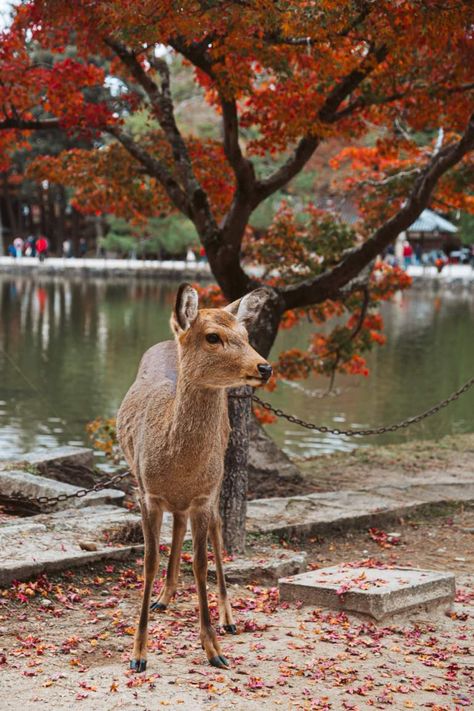 A wonderful Nara day trip from Osaka - Our Passion For Travel Nara Japan Winter, Japan Nara Deer Park, Japan Deer Park, Nara Deer Park Japan, Nara Japan Deer, Nara Park Japan, Nara Japan Aesthetic, Tokyo Moodboard, Nara Deer Park