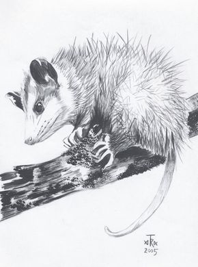 Virginia Opossum by Arabidopsis Opossum Sketch, Opposum Doodle, Cartoon Opossum, Opossum Hanging, Opossum Drawing, Virginia Opossum, Possum Tattoo, Opossum Tattoo, Opossum Art