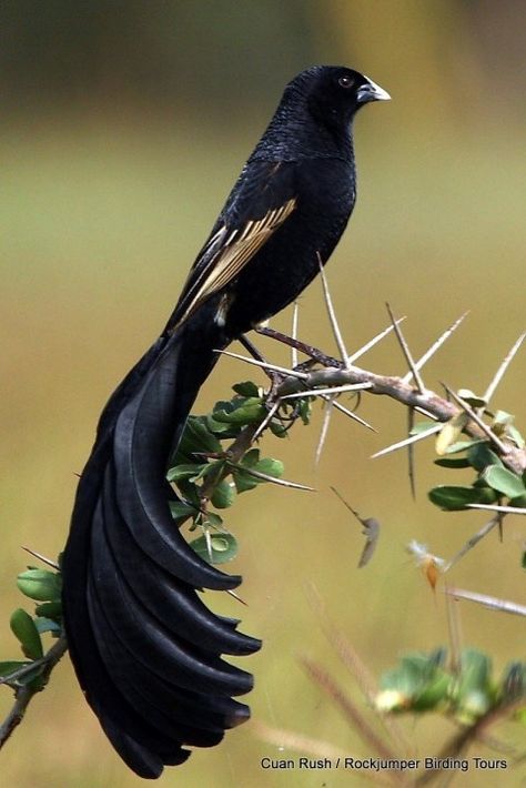 The Jackson's Widowbird - Imgur Matka Natura, Animale Rare, Kinds Of Birds, Airbrush Art, All Birds, Bird Pictures, Exotic Birds, Pretty Birds, Alam Yang Indah