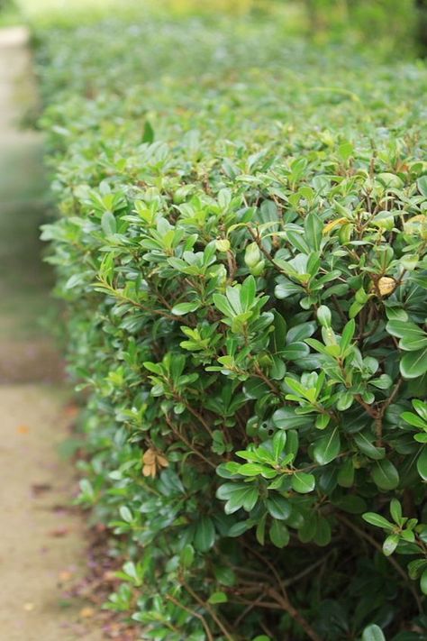 All green or variegated Pittosporum Hedge, Griselinia Hedge, Buxus Hedge, Podocarpus Hedge, Hydrangea Hedge, Flowering Hedges, Front Yard Hedges, Leylandii Hedge, Landscape Driveway