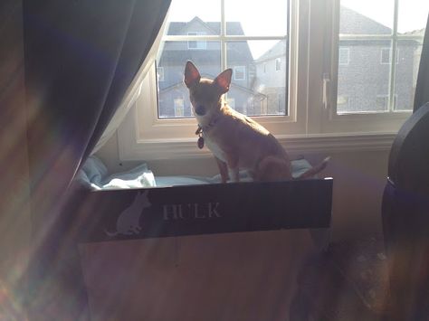 Window box bed for cat or dog. You could use a window planter and just put it on the inside. What a great idea! Dog Window Perch, Dog Window Seat, Amazing Ikea Hacks, Window Shelf, Dog Window, Window Perch, Window Shelves, Cat Playground, Crate Furniture