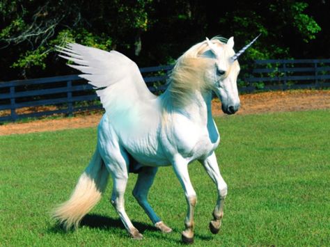 Pegasus Spirit Animal Meaning, Unicorn Wings, Unicorn Images, Unicorn And Fairies, Flying Unicorn, Real Unicorn, Unicorn Pictures, Unicorns And Mermaids, Fantasy Horses