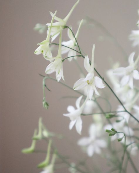 @ryecoblooms White Larkspur, Cloud Seeding, Flower Farming, White Cloud, Flower Farm, Planting Flowers, Seeds, Plants, Flowers