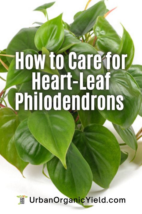 Heart Leaf Plant, Philodendron Plant Care Tips, Heart Shaped Leaf Plant, Heart Leaf Philodendron Care, Types Of Philodendron Plants, Philodendron Grazielae, Heart Shaped Philodendron, Philodendron Types, Philodendron Plant Care