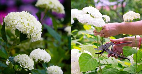 Hydrangea Arborescens Annabelle, Pruning Hydrangeas, Annabelle Hydrangea, Smooth Hydrangea, Hydrangea Arborescens, Fall Hydrangea, Panicle Hydrangea, Indoor Trees, Planting Hydrangeas