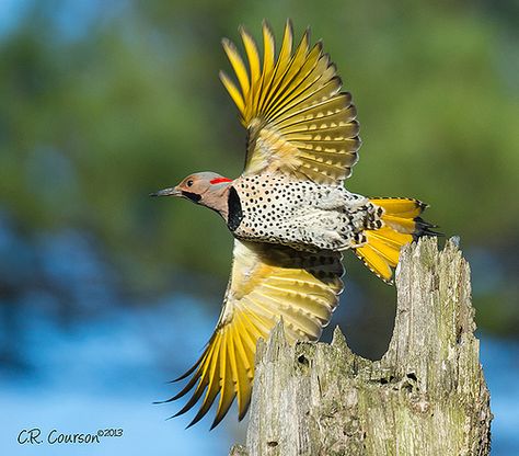 The Northern Flicker (Colaptes auratus) This guy loves to forage for bugs on my lawn, and I love him and his gorgeous colors. Green Woodpecker, Northern Flicker, Bird Identification, Forgot Password, Remember Me, Backyard Birds, Exotic Birds, Bird Pictures, Bird Photo