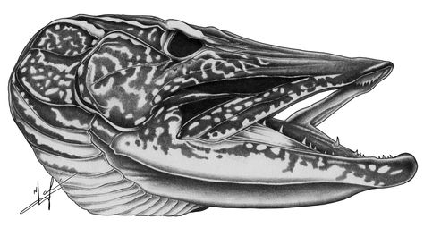 northern pike drawings | Northern Pike Skull Pike Art, Owl Tattoo Drawings, Pike Fish, Hunting Tattoos, Decoy Carving, Northern Pike, Tree Drawings Pencil, Rose Tattoos For Men, Fish Drawing