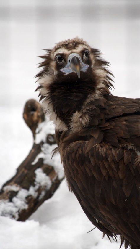 Cinereous Vulture in the snow Cinerous Vulture, Cinereous Vulture, Birds Voice, Raptors Bird, Cute Reptiles, Animal Study, Pretty Birds, Birds Of Prey, Bird Species