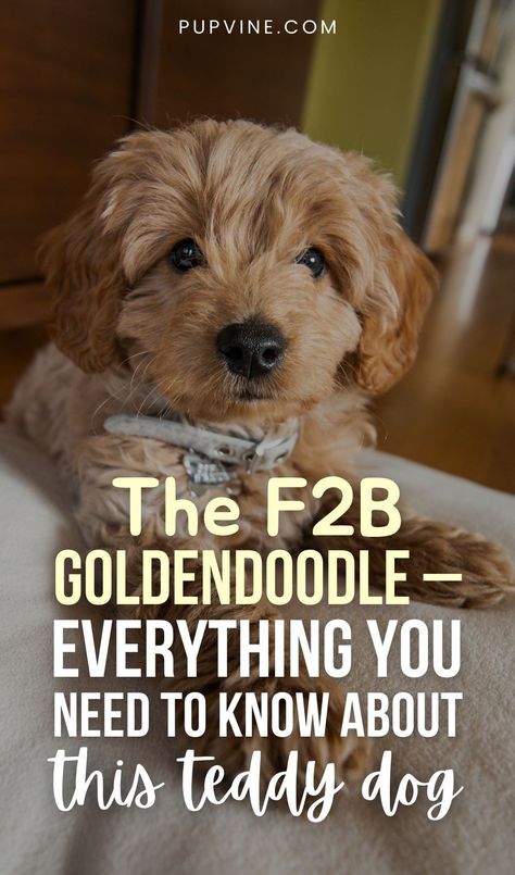 F2b Mini Goldendoodle, Mini Golden Doodle Full Grown, F2 Goldendoodle, F2b Goldendoodle, Parti Goldendoodle, Mini Goldendoodle Full Grown, Golden Mountain Doodle, Goopy Eyes, Goldendoodle Full Grown