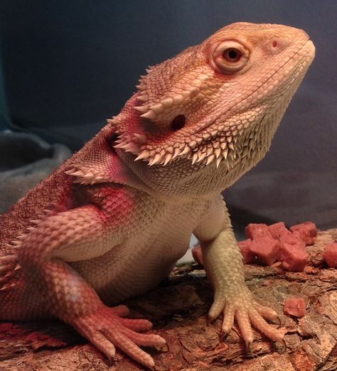 Pink Bearded Dragon, Leatherback Bearded Dragon, Red Bearded Dragon, Bearded Dragon Background, Bearded Dragon Photography, Brumation Bearded Dragon, Breaded Dragon, Red Monster Bearded Dragon, Bearded Dragon Cage