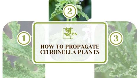 How To Propagate Citronella Plants: 3 Effective Methods Propagate Citronella Plant, How To Propagate Citronella Plant, Japanese Plum Tree, Citronella Plant, Mosquito Plants, Rooting Hormone, Plum Tree, New Roots, Neem Oil