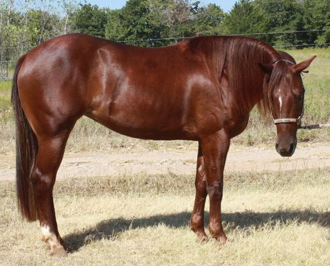 Quater Horses, Sorrel Quarter Horse, Red Sorrel, Sorrel Horse, Quarter Horse Mare, Stunning Horses, Horse Herd, Western Horses, 3 Horses