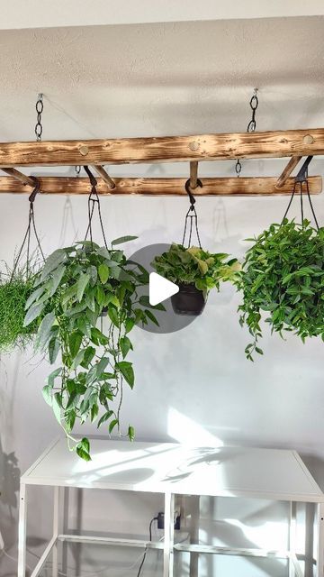 Rustee | Plants & Furbabies on Instagram: "I needed more space for hanging plants, so DIY it is!

We made this ladder and hung it from the ceiling!

Houseplant Care | Houseplant Home | Indoor Plant | Plant Care Tips

 #plantreels #plantsplantsplants #planthacks #houseplantobsession #planthumor #houseplantcommunity #plantlady #houseplantsofig #plantsmakemehappy #plantshopping #plantsmakemesmile  #houseplantsaremytherapy #diy #plantdiy #trailingplants" Indoor Plant Wall Diy, Ladder Hanging Plants, Ladder Plant Hanger, Plant Hanging Ideas, Plant Wall Diy, Indoor Hanging Plants, Decorative Trellis, Plant Ladder, Hanging Ladder