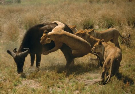 In Botswana a group of female lions singles out a weaker African buffalo from the herd and methodically takes it down. Lionesses do the hunting while the males stay back with the cubs. Lion Attack, Lion Hunting, African Buffalo, Female Lion, Lion And Lioness, Tanzania Safari, Okavango Delta, African Lion, Safari Adventure