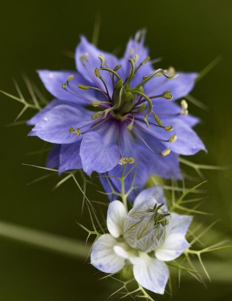 Nigella AKA "Love in the Mist" Airbrush Art, Pretty Plants, Foliage Plants, Butterfly Flowers, Exotic Flowers, Flower Beauty, Beautiful Blooms, Flowers Nature, Belleza Natural