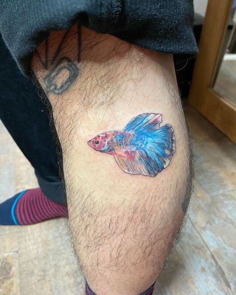 Fish Tattoo Drawing, Black Betta Fish, Fish Tattoo Traditional, Beta Fish Tattoo, Red Betta Fish, Betta Fish Tattoo, Fish Tattoo Design, Female Betta, Tattoo Watercolor