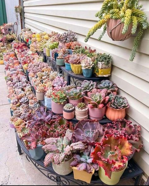 Kaktus Dan Sukulen, Succulent Garden Diy, Balcony Plants, Colorful Succulents, Succulents Decor, Succulent Gardening, Succulents In Containers, Miniature Plants, Plant Aesthetic