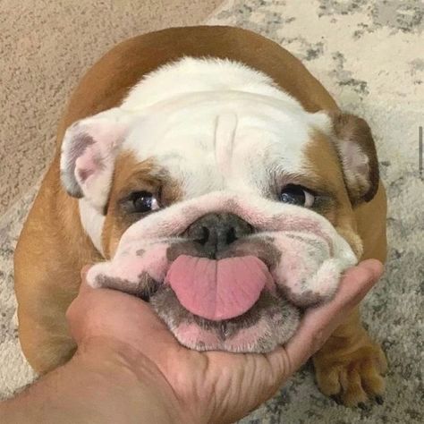 Cute Bulldog Puppies, Goofy Dog, Cute Dogs Images, Very Cute Puppies, Cute Bulldogs, English Bulldog Puppies, Cute Animals Puppies, Very Cute Dogs, Really Cute Dogs