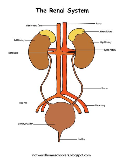 The renal system diagram. Includes both full color and black and white, labeled and unlabeled. Renal System Physiology, Renal System Notes, Renal System Anatomy, Anatomy Diagrams, Renal System, Kidney Anatomy, Anatomy Science, Human Kidney, Figurative Language Worksheet