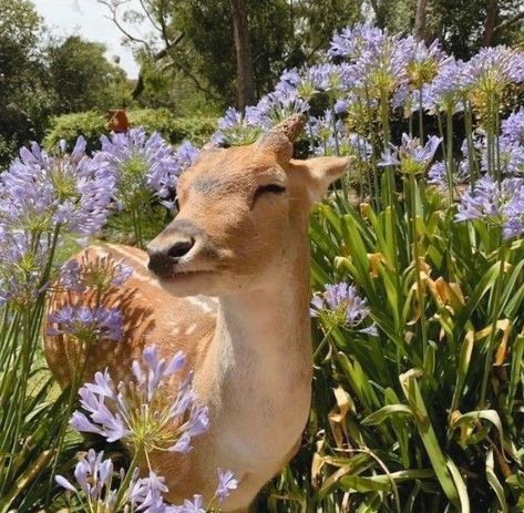 Cottagecore Animals, Revelation 21, Cottage Core Aesthetic, Pretty Animals, A Deer, Baby Deer, Bougainvillea, Cute Creatures, Animal Photo