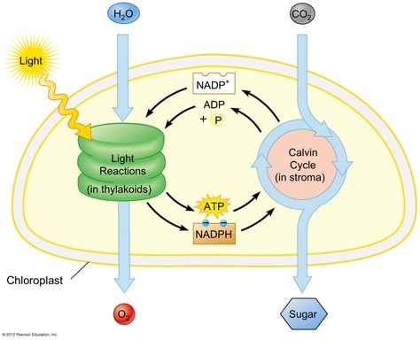 Light Reactions: the initial reactions in photosynthesis; begins with the absorption of light by the accessory pigment molecules in both photosystems in the chloroplasts; by absorbing light, those molecules acquire some of the energy carried by the light waves; in each photosystem, the acquired energy is passed quickly to other pigment molecules until it reaches a specific pair of chlorophyll a molecules Photosynthesis Diagram, Photosynthesis Lab, A Level Biology Revision, Teaching Plants, Light Reaction, Biology Revision, A Level Biology, Chemical Energy, Biology Classroom