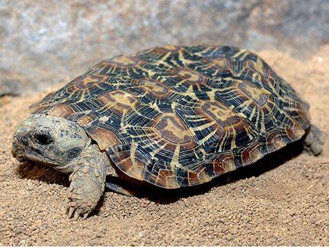 Pancake tortoise (Malacochersus tornieri) Pancake Tortoise, Tortoise Diet, Turtle Care, Russian Tortoise, Baby Tortoise, Desert Tortoise, Sulcata Tortoise, Giant Tortoise, Tortoise Turtle