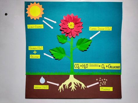 Model Of Photosynthesis, Photosynthesis Model Project, Photosynthesis Projects, Class Board Decoration, Cool Science Projects, Solar System Projects For Kids, Ch Words, Holiday Homework, School Science Projects