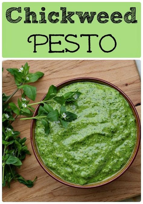 Bowl of chickweed pesto Chickweed Recipes, Allotment Recipes, Survival Homestead, Pesto Recipes, Wild Foraging, Wild Food Foraging, Foraging Recipes, Clean Snacks, Foraged Food