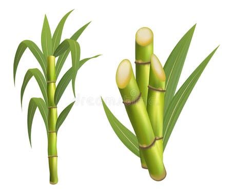 Sugarcane Plant with Stem and Leaf Isolated Vector Stock Vector - Illustration of environmental, botany: 156908620 Texture Packaging, Sugar Cane, Background Illustration, Vector Stock, Wild Animals, Botany, Simple Way, White Background, Stock Vector