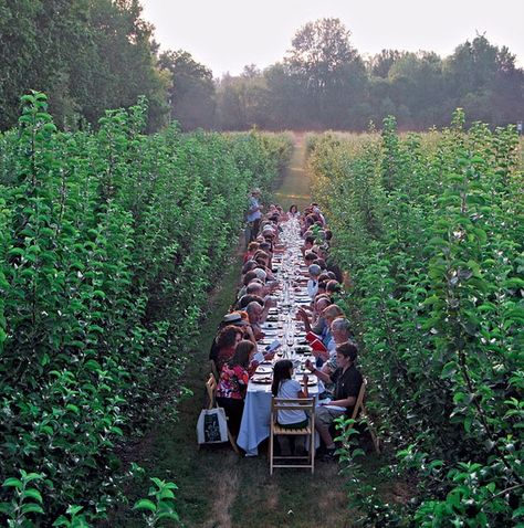 Tussen de bomen here would be nice too! Apple Orchard Wedding, Ideas Terraza, Corn Field, Orchard Wedding, Open Field, Long Table, Intimate Weddings, Small Wedding, Farm Life