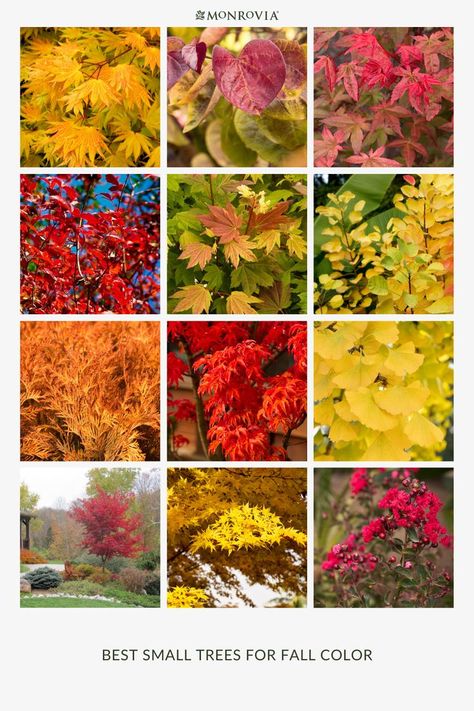 A collage of colorful fall foliage Fall Gardens, Beautiful Trees, Colorful Trees, Small Space Gardening, Garden Trees, Fall Color, Orange And Yellow, Autumn Garden, Small Trees