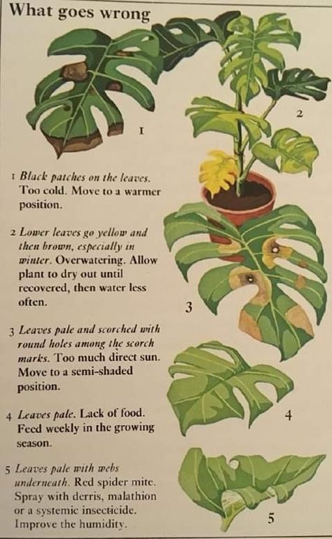 Plants Stand, نباتات منزلية, Plant Care Houseplant, Inside Plants, Growing Plants Indoors, Indoor Plant Care, Monstera Plant, House Plants Decor, House Plant Care