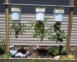 Upside Down Tomato Planter, Hanging Tomato Plants, Vertical Container Gardening, Growing Tomato, Tomato Planter, Growing Tomato Plants, Tomato Farming, Bucket Gardening, Grow Tomatoes