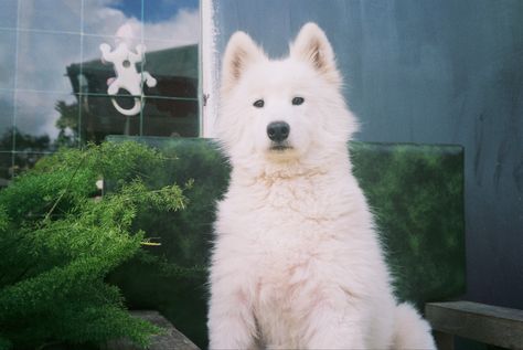 dog 35mm film photography Dog Film Photography, Fujifilm 200 Film, Fujifilm Aesthetic, 35mm Film Aesthetic, Fujicolor C200, Dog Films, Film Aesthetic, 35mm Film, Photography Inspo