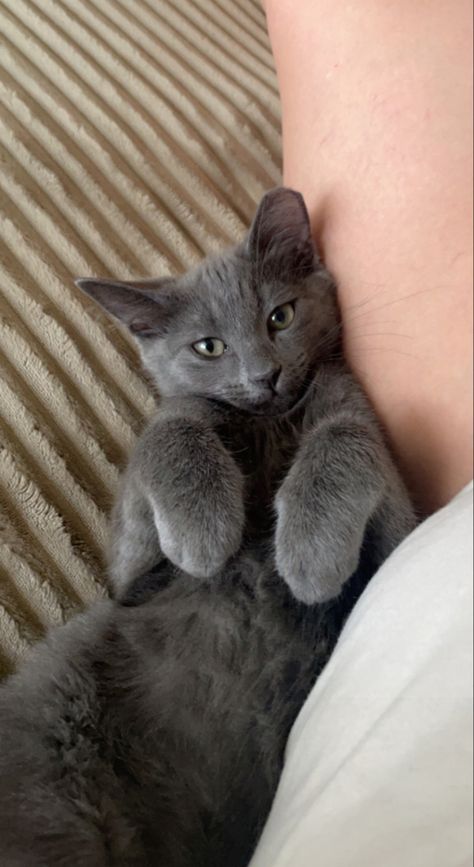 Gray Cat With Green Eyes, Grey Cat With Green Eyes, Light Grey Cat, Gray Cats, Cat Grey, Dream's Cat, Grey Kitten, Cat With Blue Eyes, Russian Blue Cat