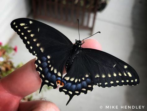 Eastern black swallowtail butterfly emerges | Mike Hendley Fine Art Raising Monarch Butterflies, Black Swallowtail Butterfly, Swallowtail Butterflies, Black Swallowtail, Monarch Butterflies, Swallowtail Butterfly, We Did It, Early Fall, Monarch Butterfly