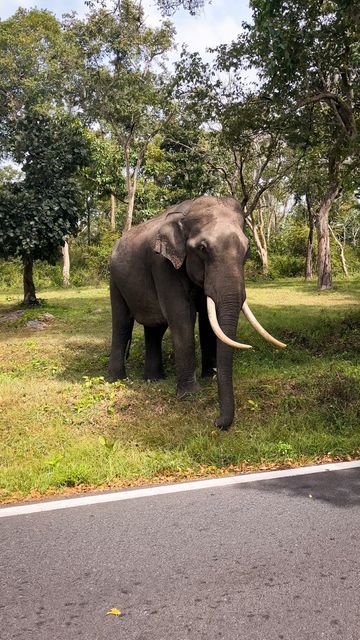 Coffee With A View, Frame Cabins, Elephant Camp, A Frame Cabins, Majestic Creatures, Wild Safari, The Giants, Quaint Village, Dream Trip