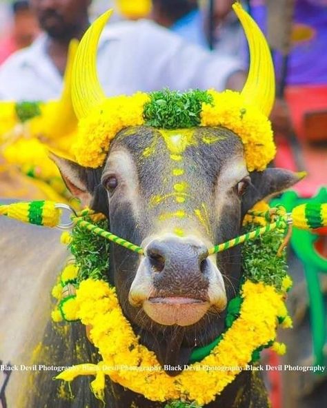 Kangayam Bull Images, Bonalu Festival Images Background, Baby Murugan Paintings, Birthday Backgrounds, Free Photoshop Text, Birthday Banner Background Hd, Bull Images, Photo Anime, Cow Photography