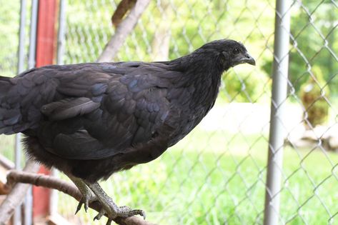 How To Keep Chickens, Nesting Box, Nesting Boxes, Chickens Backyard, Chicken Coop, Coop, Sleep, Chicken, Animals