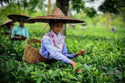 Tea Gardens, Assam Tea, Tea Farm, Butterfly Tea, Farming Business, Tea Estate, Relaxing Tea, Tea Companies, Tea Powder