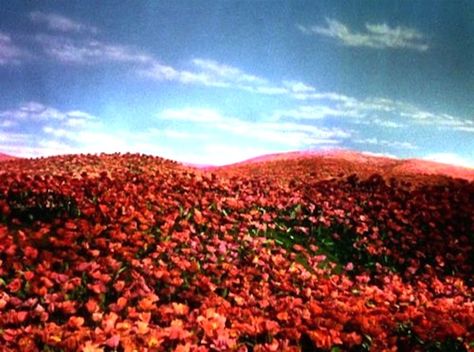 poppy field-Wizard of Oz Wizard Of Oz Flowers, Poppies Wizard Of Oz, Wizard Of Oz Poppy Field, Wizard Of Oz Poppies, Style Rookie, Tavi Gevinson, Wizard Of Oz 1939, The Rocky Horror Picture Show, Land Of Oz