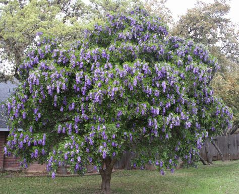 Southwest Backyard, Mountain Laurels, Front Yard Trees, Central Texas Gardening, Laurel Plant, Texas Mountain Laurel, Yard Trees, Native Plant Landscape, Texas Landscaping