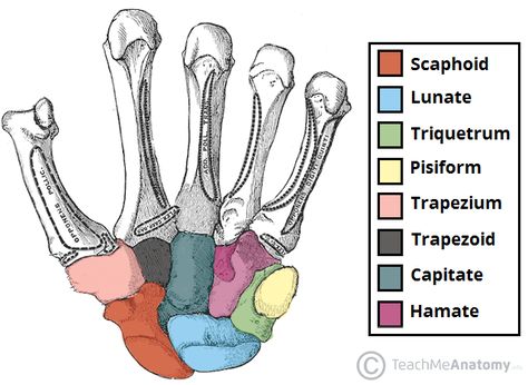 Carpal Bones, Yoga Course Online, Body Bones, Radiology Tech, Anatomy References, Body Study, 200 Hour Yoga Teacher Training, Yoga School, Hand Therapy